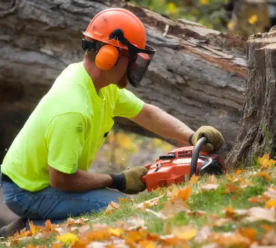 tree services St. Augusta